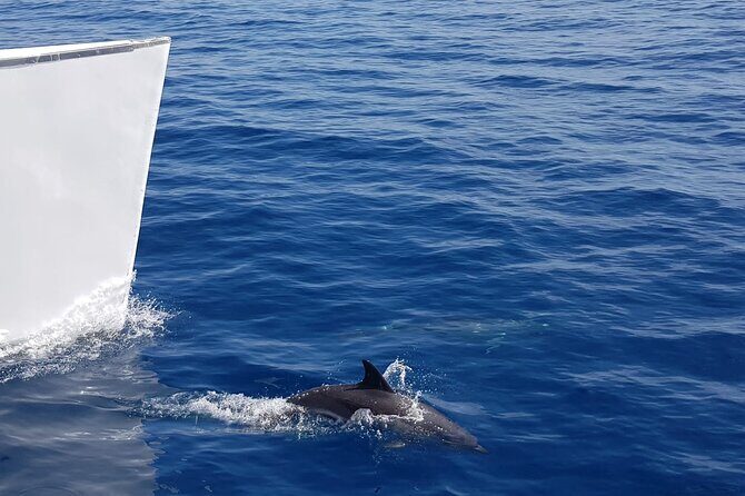 2hrs Dolphins Sunset Sailing Cruise With Drink - Boarding fast: the welcome mojito and the snack setup