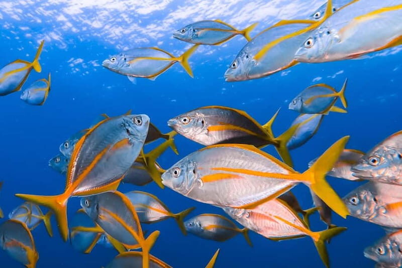 Costa Teguise: Snorkeling Tour with Instructor & Equipment - Costa Teguise to the Atlantic: what the 2-hour format is really like