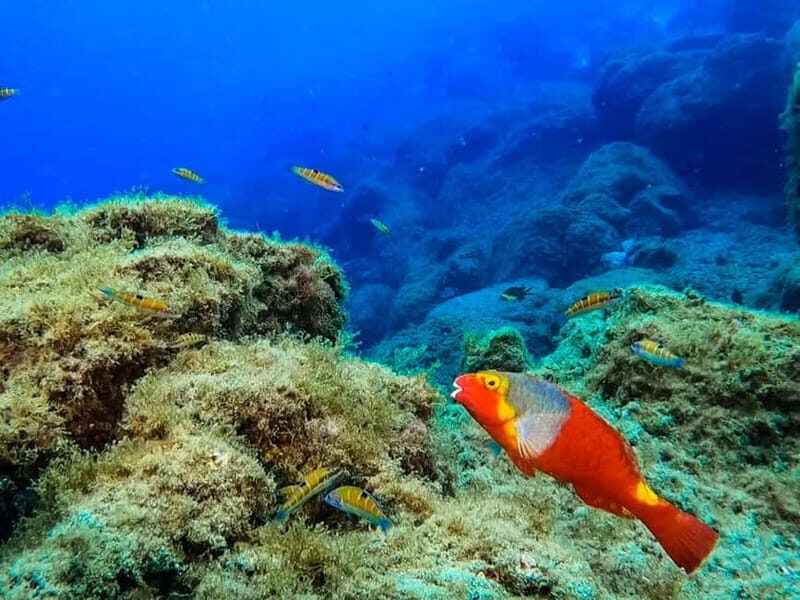 Costa Teguise: Snorkeling Tour with Instructor & Equipment - Gear is provided, but fins have a learning curve