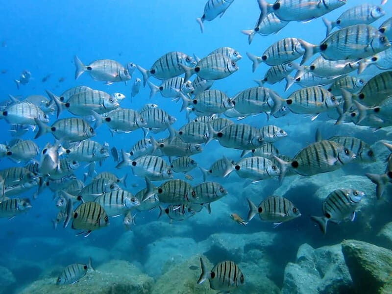 Costa Teguise: Snorkeling Tour with Instructor & Equipment - What you’ll actually see off Lanzarote’s coast