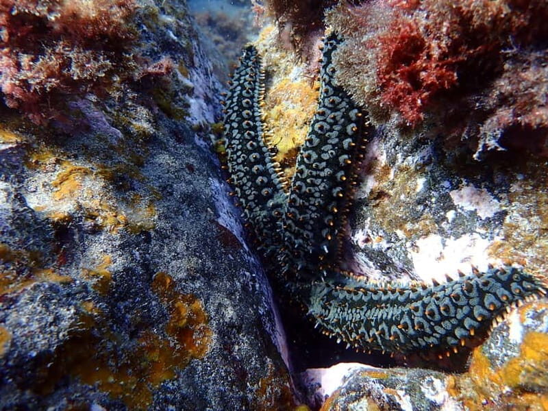 Costa Teguise: Snorkeling Tour with Instructor & Equipment - Who this snorkeling tour is best for (and who should skip it)