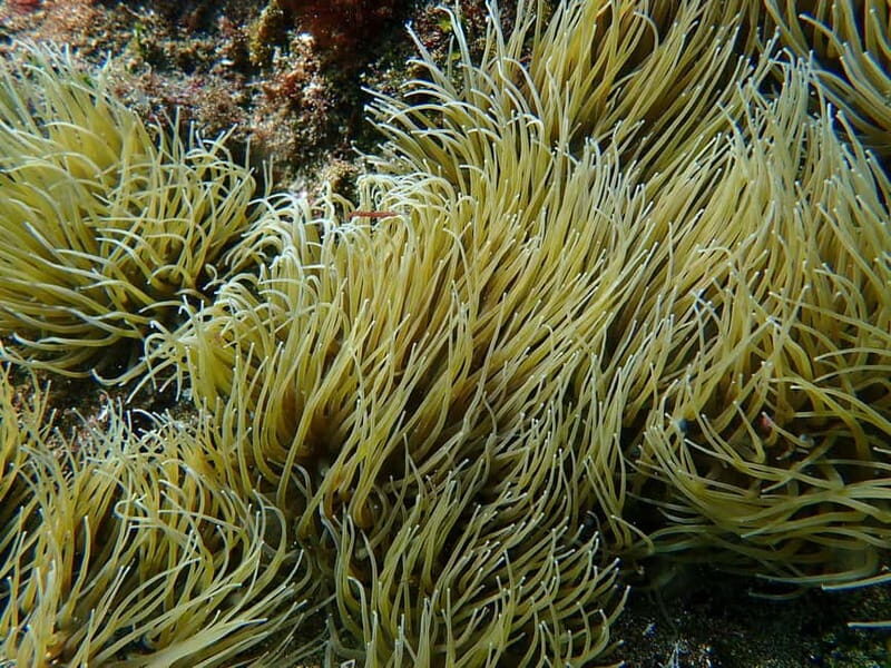 Costa Teguise: Snorkeling Tour with Instructor & Equipment - What to bring (and what to avoid in the water)