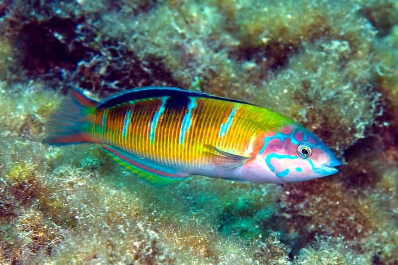 Costa Teguise: Snorkeling Tour with Instructor & Equipment - The step-by-step plan: from first breaths to your first fin kicks