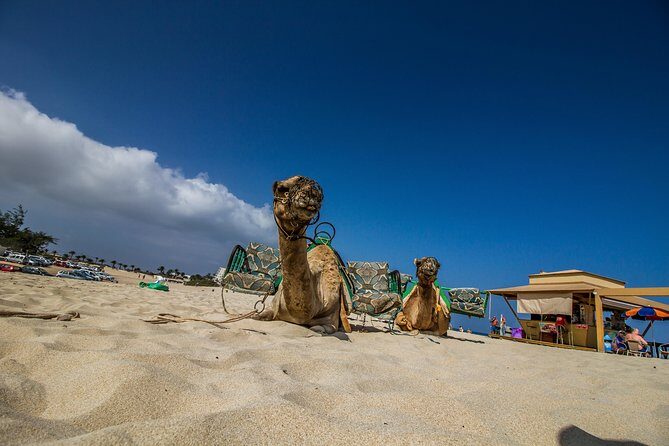 Day trip to Fuerteventura from Lanzarote - Value for Money: Is $74.49 a Good Deal?