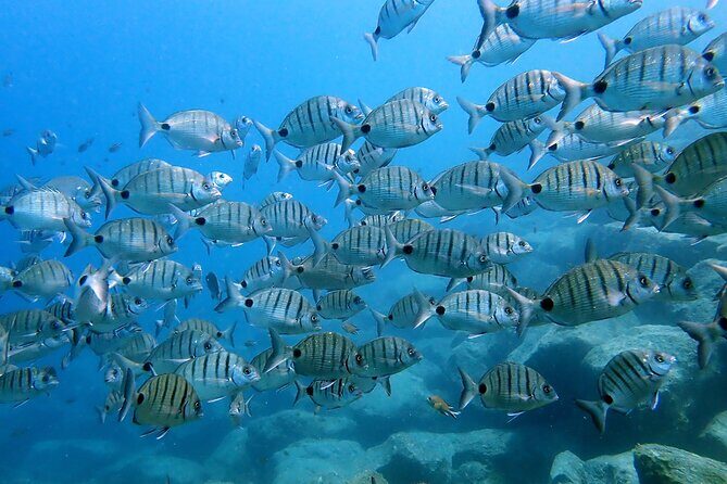 Discover Scuba Diving in Lanzarote (Costa Teguise) - Price and value: why $96.75 can work