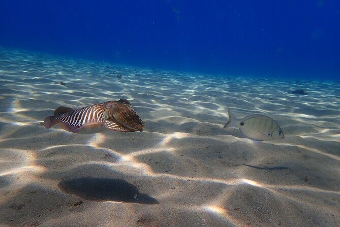 Discover Scuba Diving in Lanzarote (Costa Teguise) - Playa del Jablillo and Playa Chica Beach: how the stops shape your day