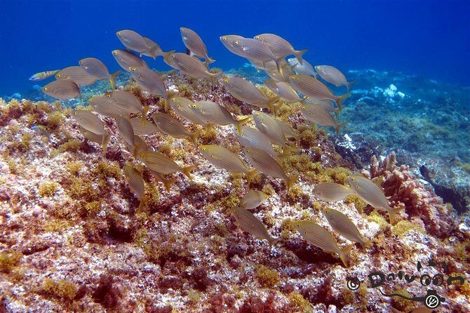 Discover Scuba Diving in Lanzarote (Costa Teguise) - What to bring (so you’re not scrambling at the last minute)