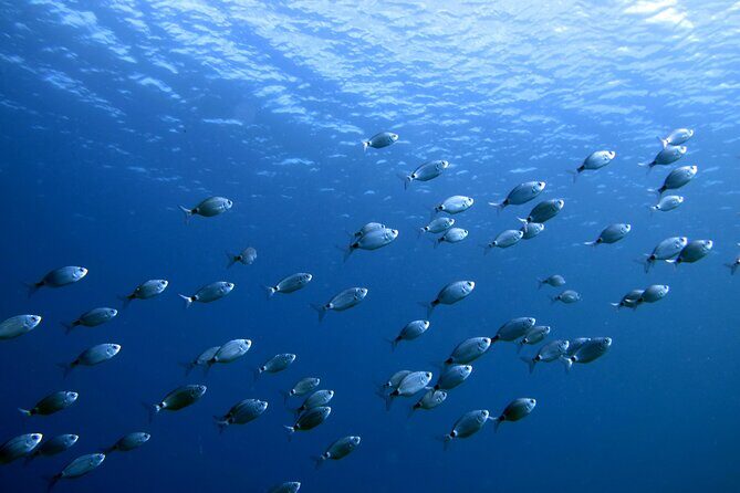 Discover Scuba Diving in Lanzarote (Costa Teguise) - The learning flow: safety first, then skills, then water time