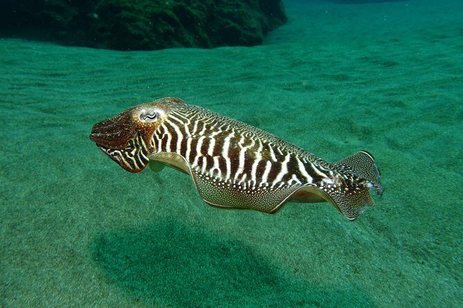 Discover the underwater world of Lanzarote - Group size and timing: why 12:30 works well