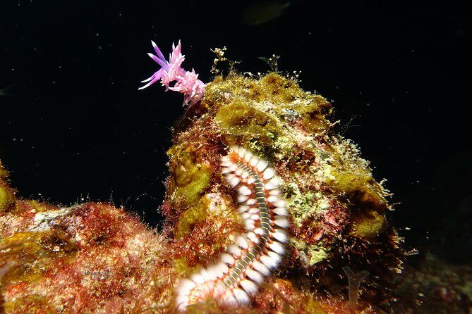 Discover the underwater world of Lanzarote - Price and what you’re actually paying for