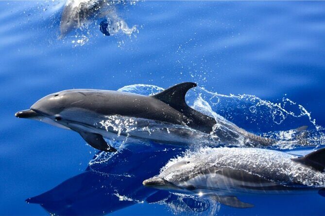 Dolphin Watching Mini Cruise and Snorkeling from Lanzarote - Dolphin Watching in Freedom: Your Best Shot Without False Promises
