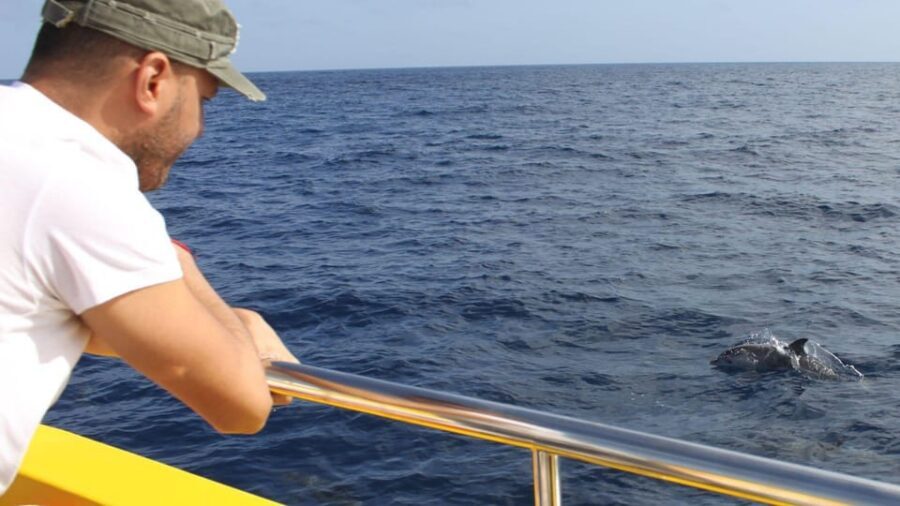 Lanzarote: 2.5-Hour Sunset and Dolphins Cruise - Key things that make this cruise worth your time