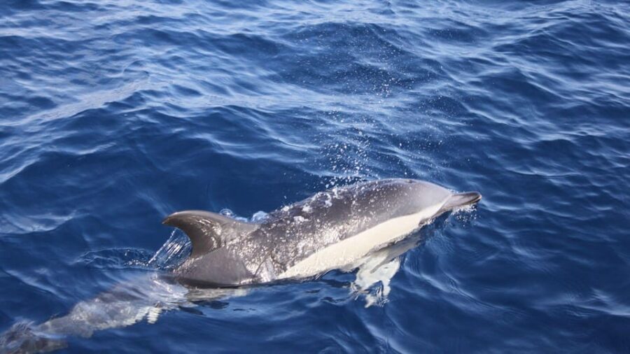 Lanzarote: 2.5-Hour Sunset and Dolphins Cruise - Entering the golden hour: what you’re really signing up for
