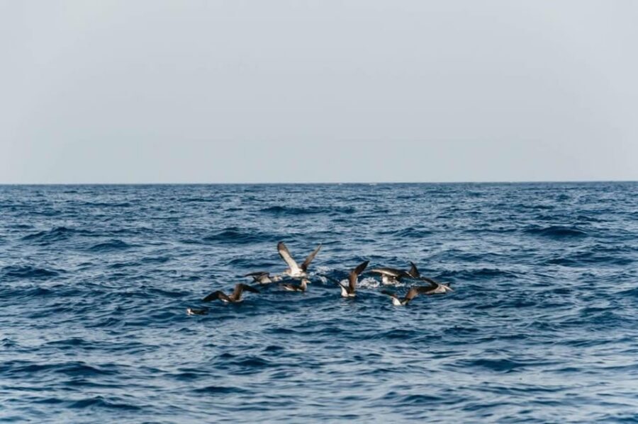 Lanzarote: 2.5-Hour Sunset and Dolphins Cruise - Wildlife search with a professional crew: how the spotting actually works