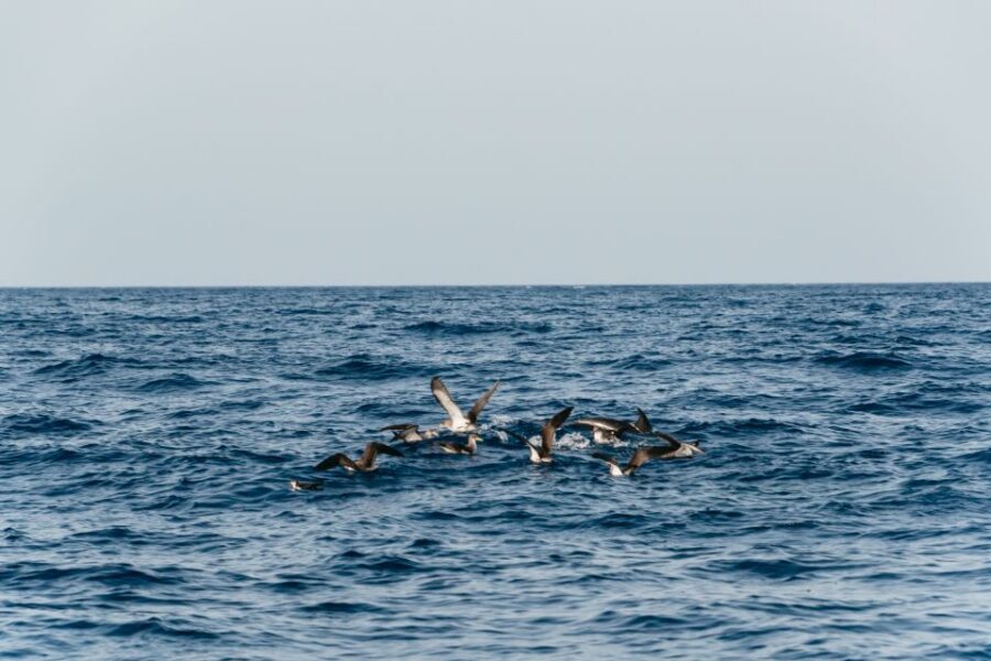 Lanzarote: 2.5-Hour Sunset and Dolphins Cruise - The part I’d plan around: champagne and pastries at sunset