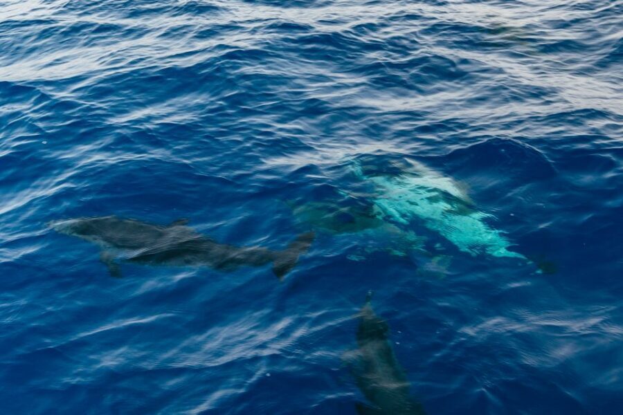 Lanzarote: 2.5-Hour Sunset and Dolphins Cruise - What the 2.5 hours feels like (and why it matters)