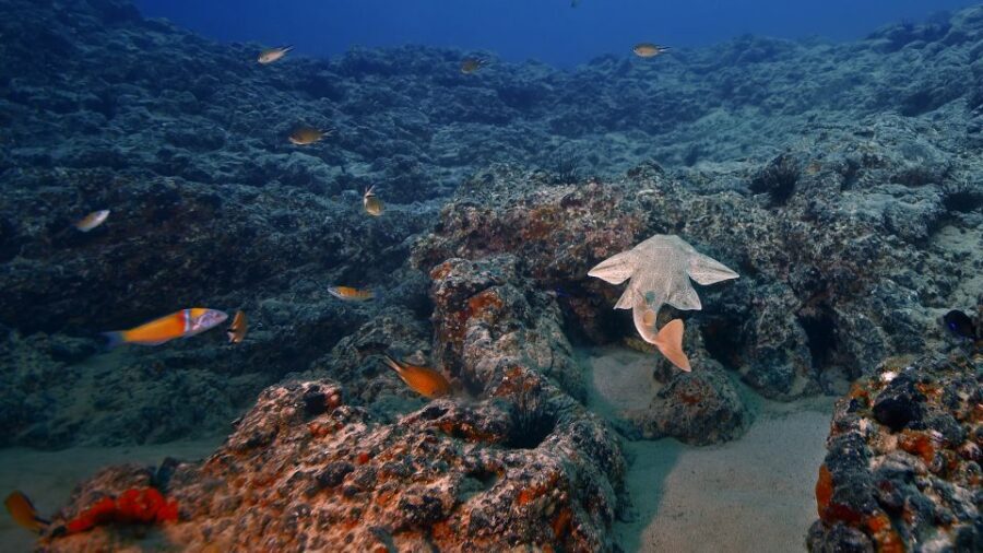 Lanzarote: 2-dive package in Playa Blanca - certified divers - Playa Blanca and its reefs: why this short package works
