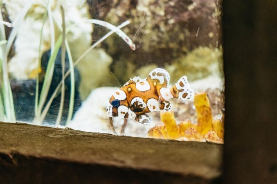 Lanzarote: Aquarium Entry Ticket - Practical Tips for a Smooth Visit