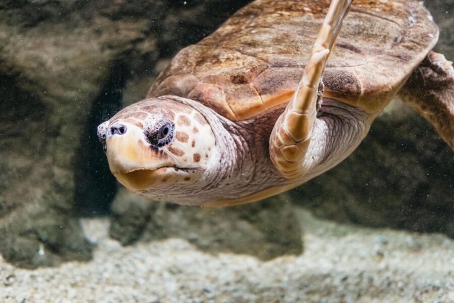 Lanzarote: Aquarium Entry Ticket - The Turtle Rehabilitation Center: More Than a Photo Opportunity