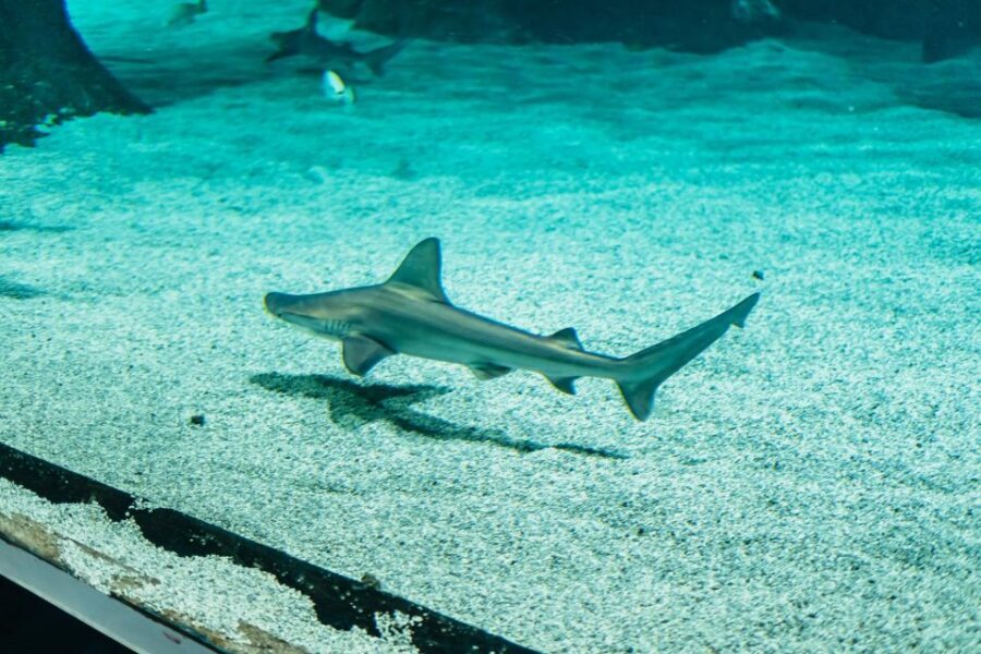 Lanzarote: Aquarium Entry Ticket - How Long Should You Plan? (And What That Means for Your Day)