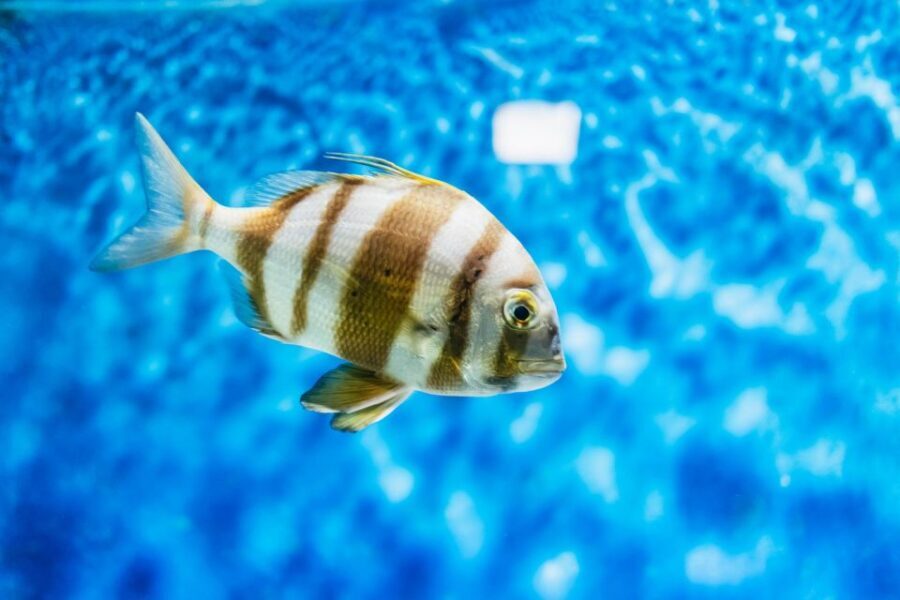 Lanzarote: Aquarium Entry Ticket - A Compact Walk Through 33 Aquariums (and Why That’s Not a Bad Thing)