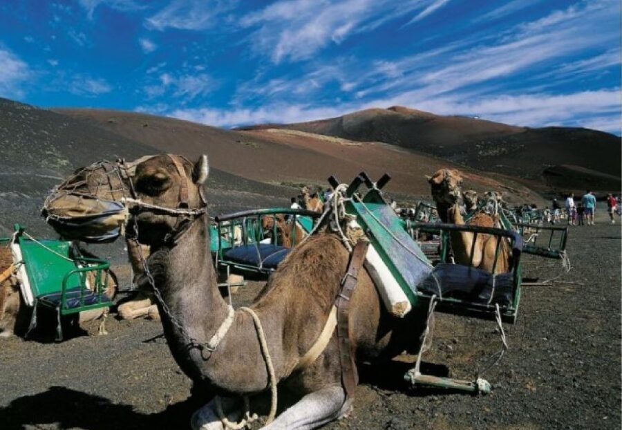 Lanzarote: Day Tour for Cruise Passengers - Timanfaya National Park: Montañas del Fuego With a Real Guide