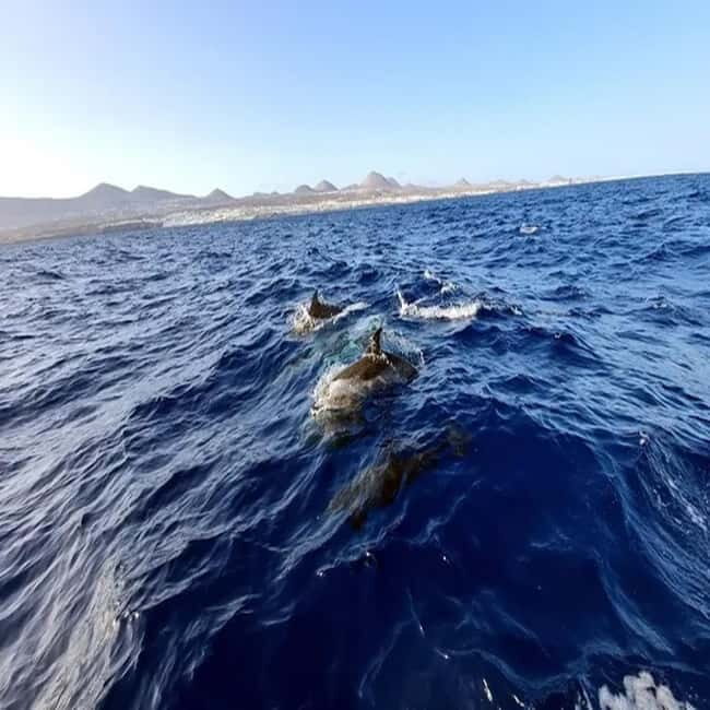 Lanzarote: Dolphin Watching by speedboat - From Puerto del Carmen: a speedboat that actually feels personal