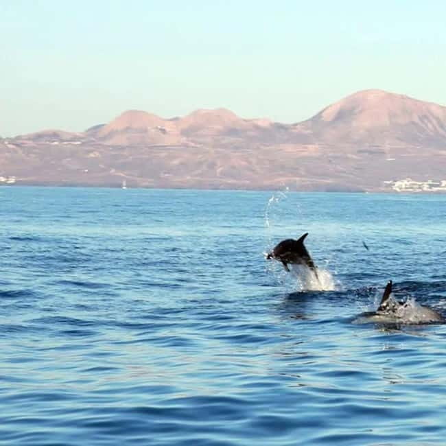 Lanzarote: Dolphin Watching by speedboat - Your 2–2.5 hour plan: what the captain is really doing out there