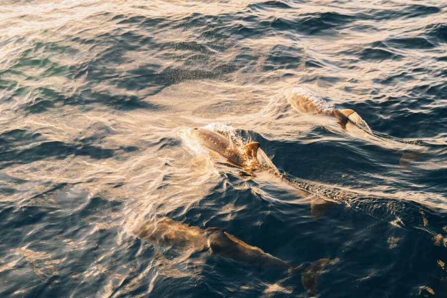 Lanzarote: Dolphin-Watching Sunset Cruise with Transfers - Key highlights to know before you go
