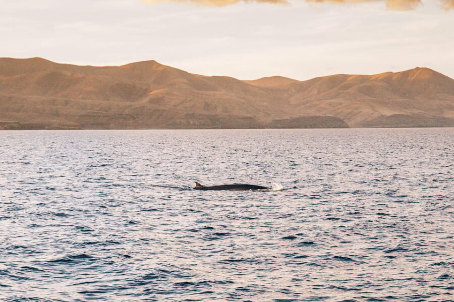 Lanzarote: Dolphin-Watching Sunset Cruise with Transfers - Who this Lanzarote cruise is best for