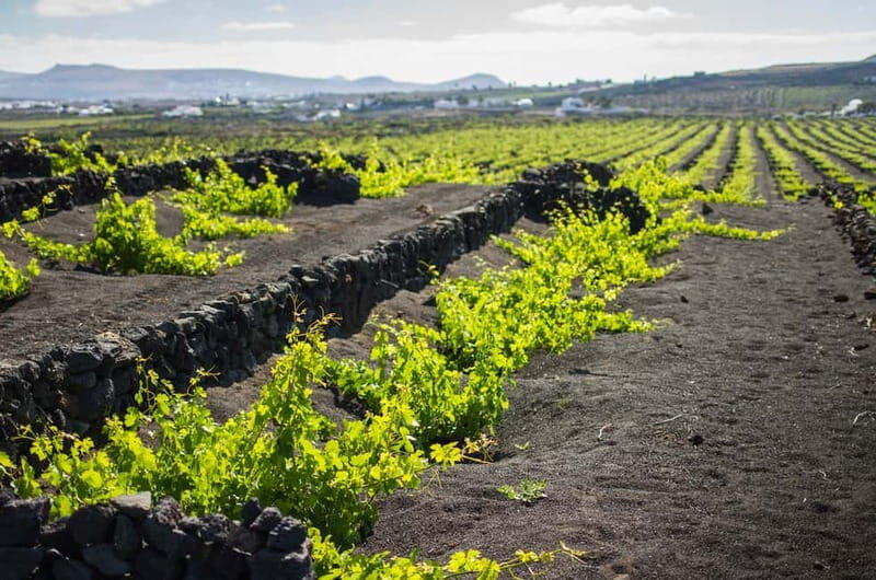 Lanzarote: El Grifo Wine Cellar Tour with Tasting - Who Should Book This El Grifo Wine Cellar Tour
