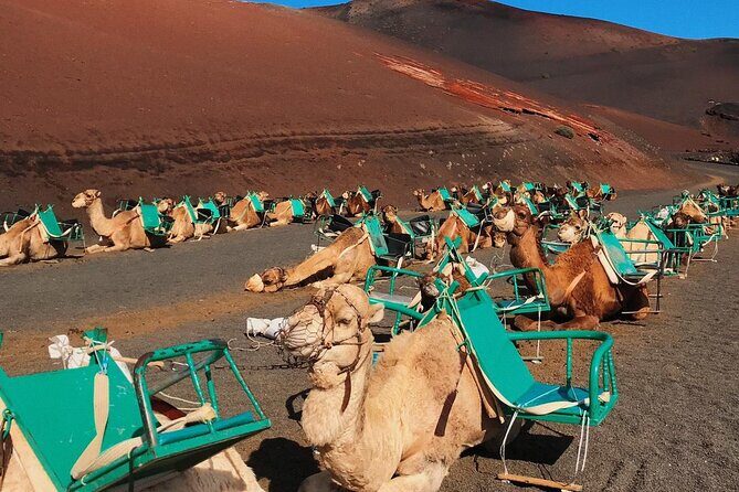 Lanzarote Grand Tour - Jameos del Agua: the cave stop you’ll remember