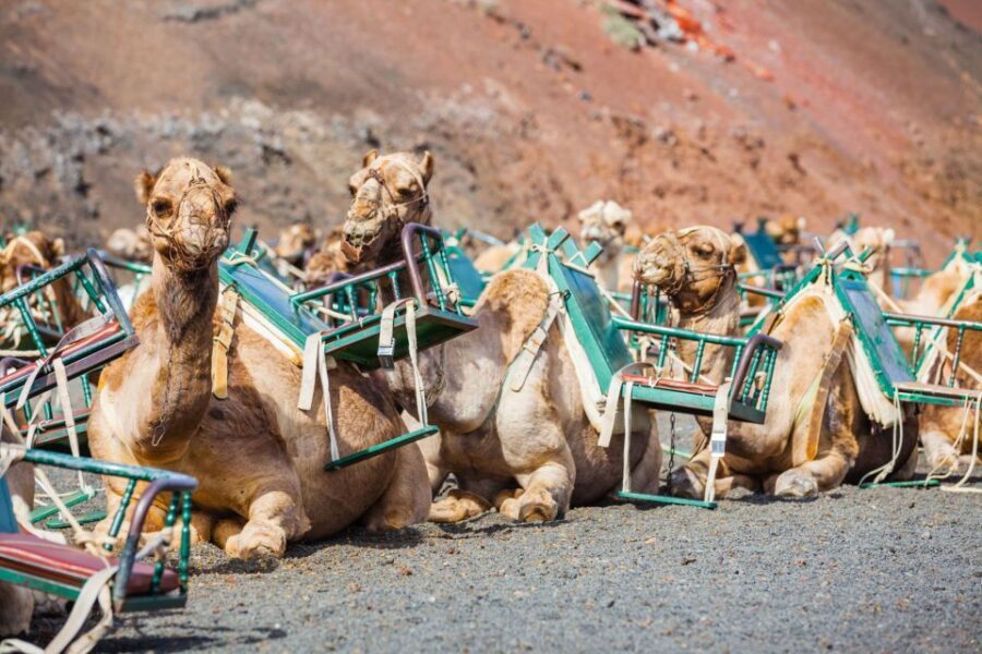 Lanzarote: Guided Day Trip to Timanfaya Park & Lago Verde - South Lanzarote In One Full Day: Yaiza to La Geria