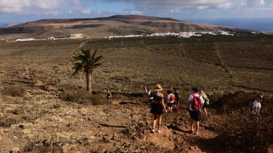 Lanzarote: Hike the North of Lanzarote - What you actually learn: Macaronesia plants and Lanzarote’s origins