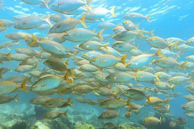 Lanzarote Introductory Scuba Diving Experience - Playa Chica in Lanzarote is a smart first stop for SSI training