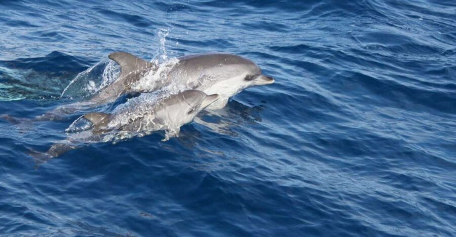 Lanzarote: Lobos Island Half-Day Dolphin Watching Trip - Key things I’d mark on your mental map