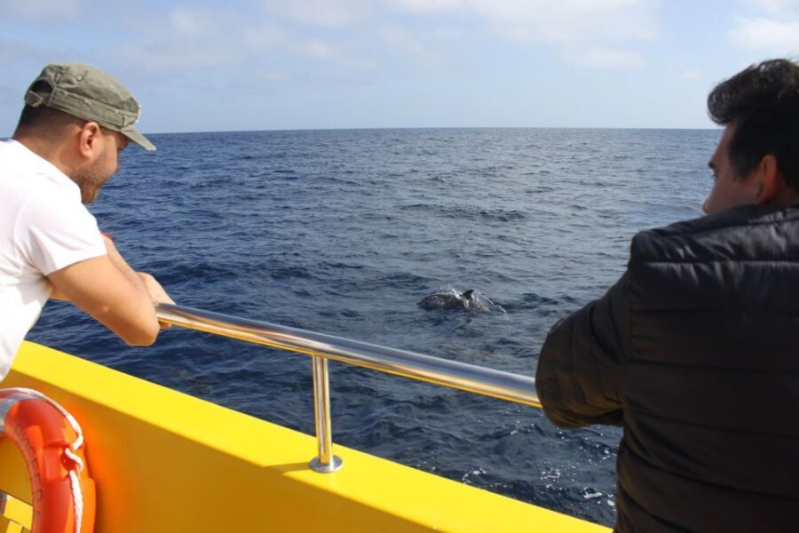 Lanzarote: Lobos Island Half-Day Dolphin Watching Trip - Lobos Island: the quiet payoff after the boat run