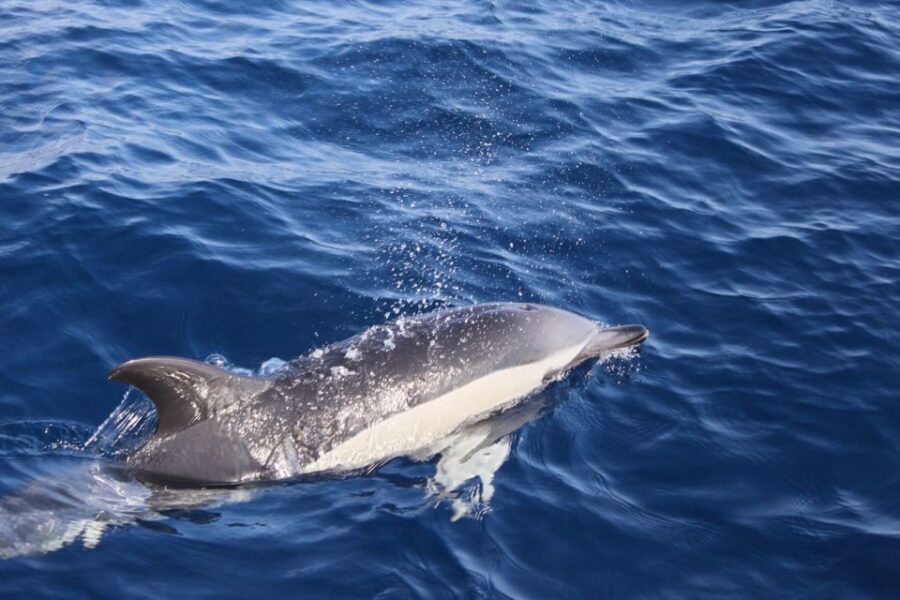 Lanzarote: Lobos Island Half-Day Dolphin Watching Trip - 1.5 hours to Lobos: what the ride feels like in real life