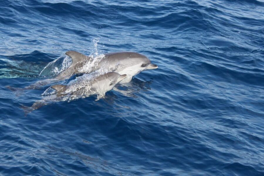 Lanzarote: Lobos Island Half-Day Dolphin Watching Trip - What to pack so Lobos doesn’t chew up your comfort