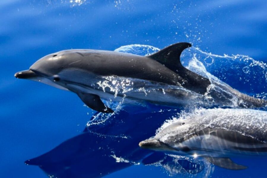 Lanzarote: Lobos Island Half-Day Dolphin Watching Trip - The dolphin-watching part: speed, focus, and a crew that looks hard