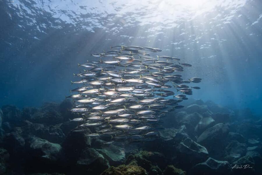 Lanzarote: Real Submarine Dive with Hotel Pickup - Going down to 30 meters: shipwrecks and marine life, explained simply