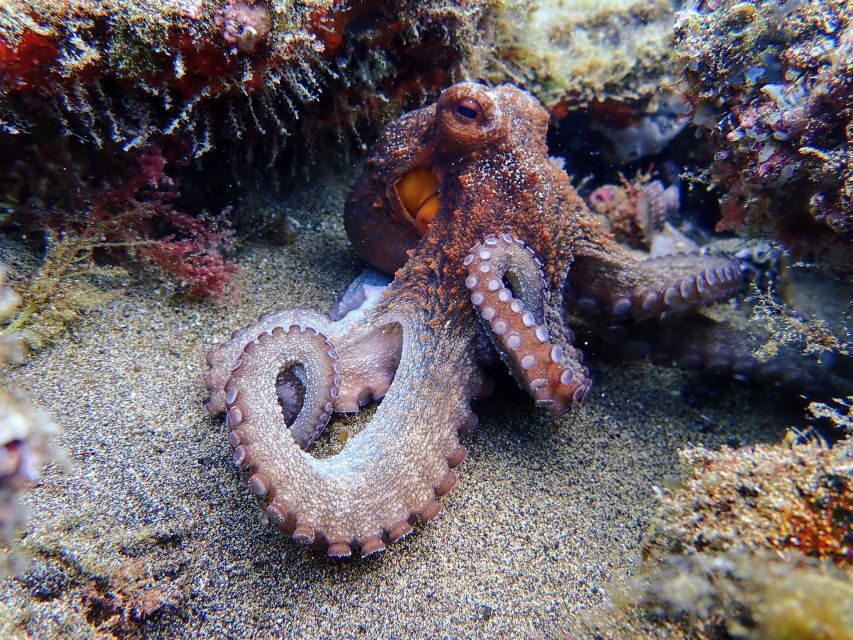 Lanzarote: Scuba Diving for Beginners - 1 Dive - The shallow practice part: where confidence gets built fast