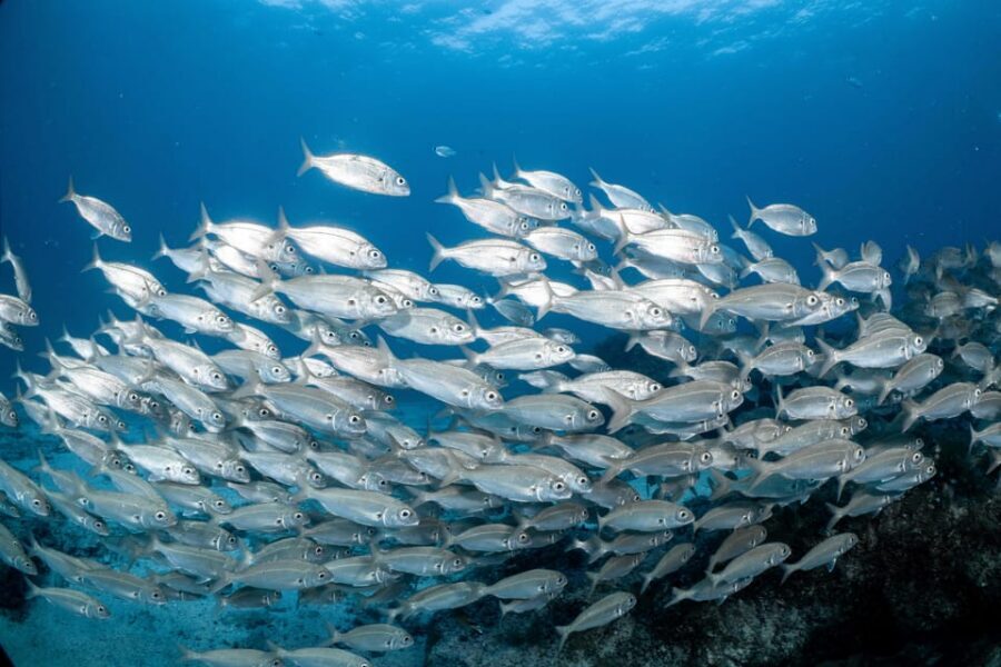 Lanzarote: Scuba Diving for Beginners with 2 Dives - Session One at 5 Meters: Learning to Breathe Without Panic