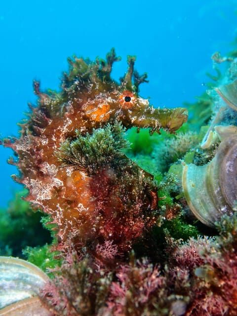 Lanzarote: Scuba Diving for Beginners with 2 Dives - Surface Break and “Reset Time”: The Often-Ignored Part