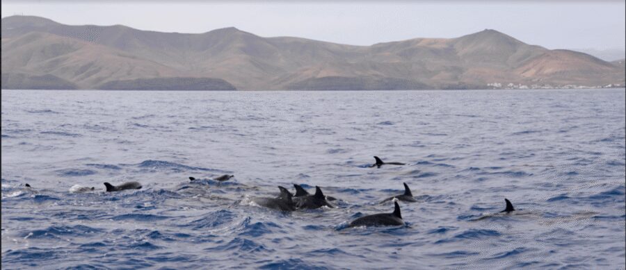 Lanzarote: Sea Safari Experience - Setting Sail on an 8.6-Metre Motor Trimaran (What That Means for You)