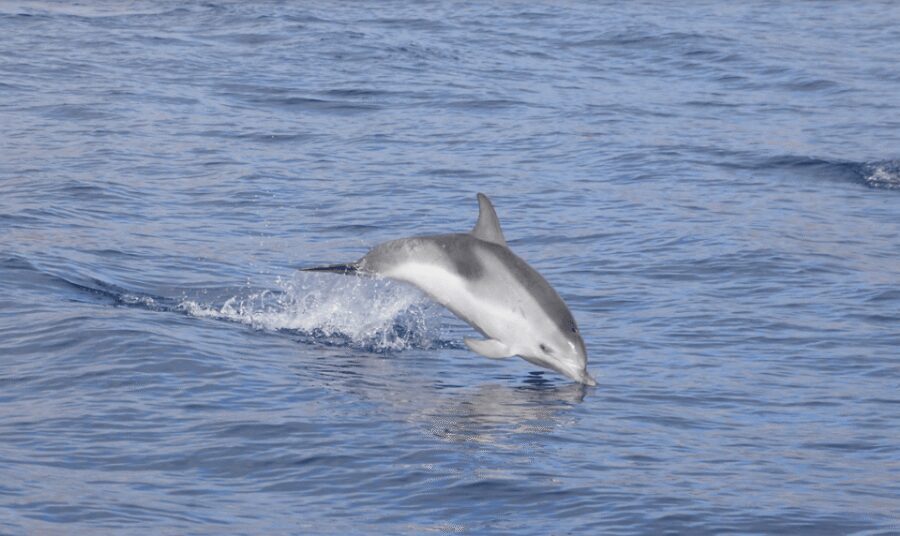 Lanzarote: Sea Safari Experience - Lanzarote’s Volcanic Coast: The Views You’re Really Paying For