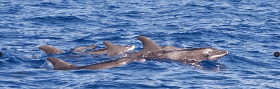Lanzarote: Sea Safari Experience - What Happens During the 2–3 Hour Boat Safari