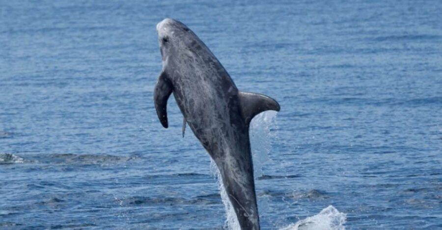 Lanzarote: Sea Safari Experience - Price and Value: Is $71 Really Fair?