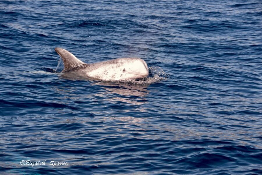 Lanzarote: Sea Safari Experience - Should You Book the Lanzarote Sea Safari?