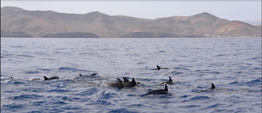 Lanzarote: Sea Safari Experience - FAQ